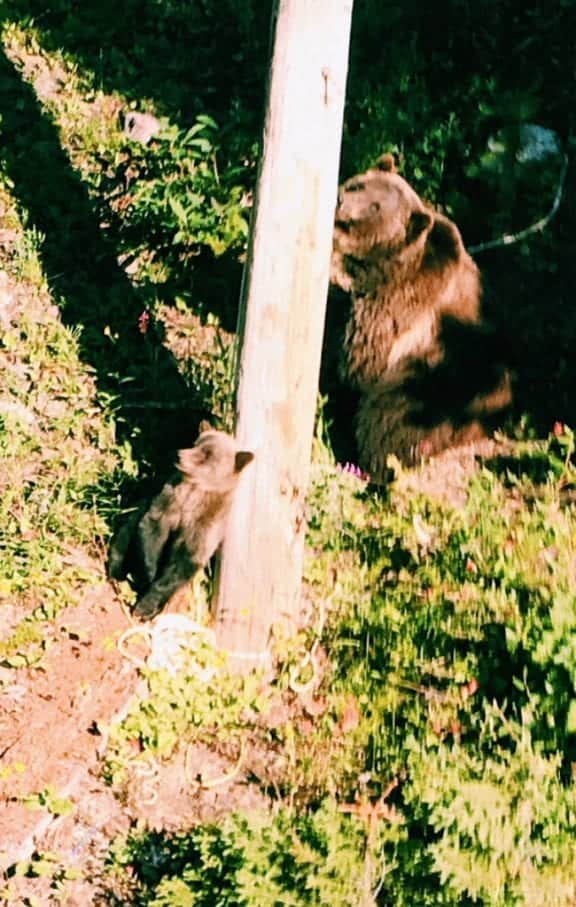 Grizzly mom and cub in Banff National Park Canada