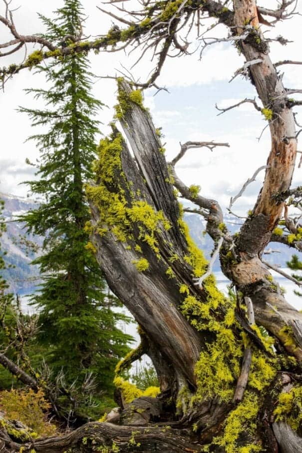 Ancient tree at Crater Lake National Park and nearby Umpqua National Forest. These are all natural wonders that deserve weeks of exploration.