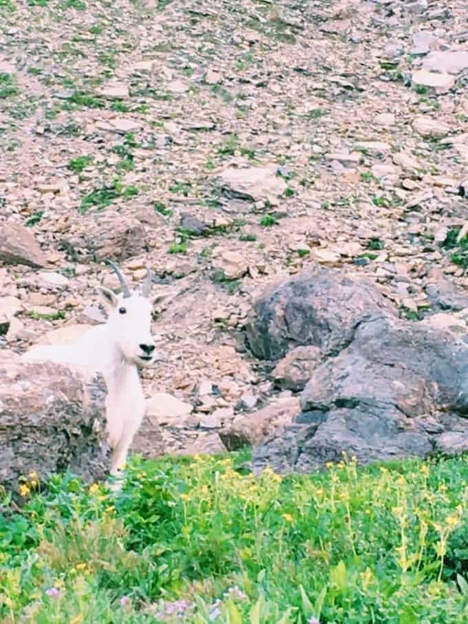 The animals of Glacier National Park, Montana