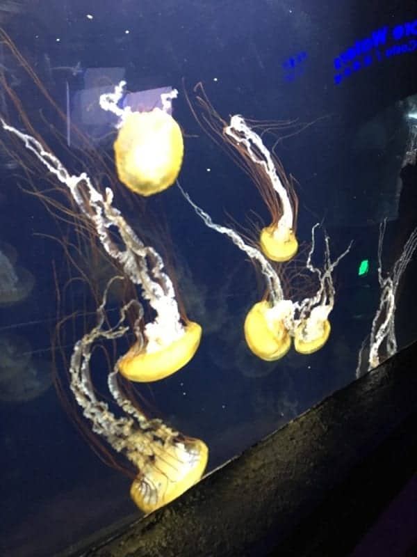 Jelly Fish seem to glow in the dark at the aquarium exhibit.