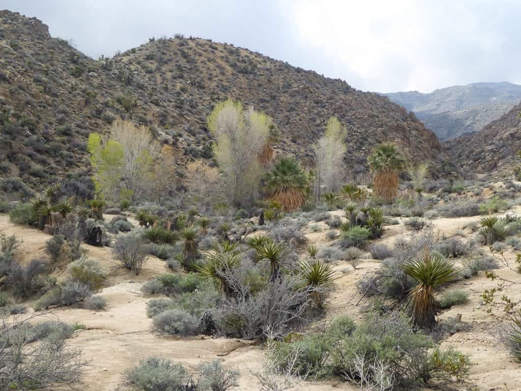 Joshua Tree National Park in California