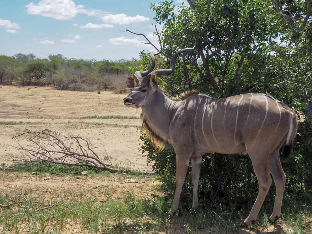 Kruger National Park South Africa