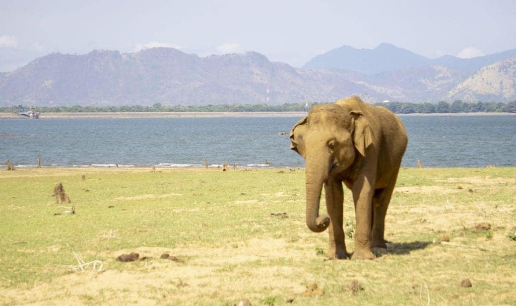 Udawalawe National Park