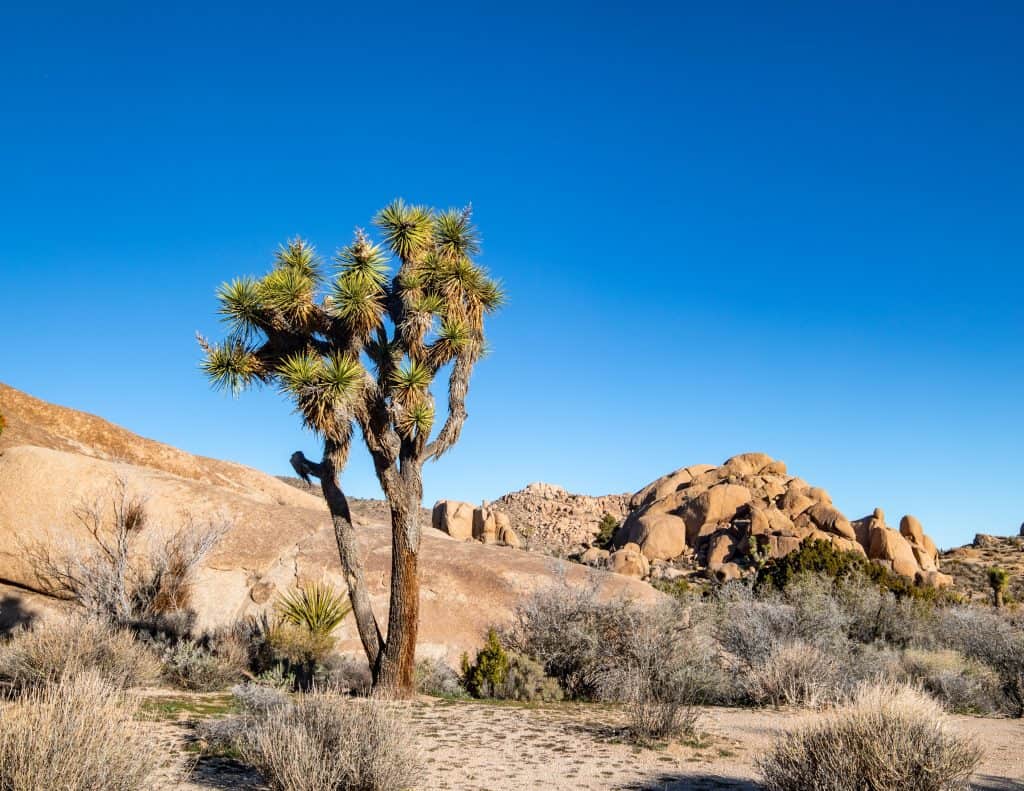 Joshua Tree National Park