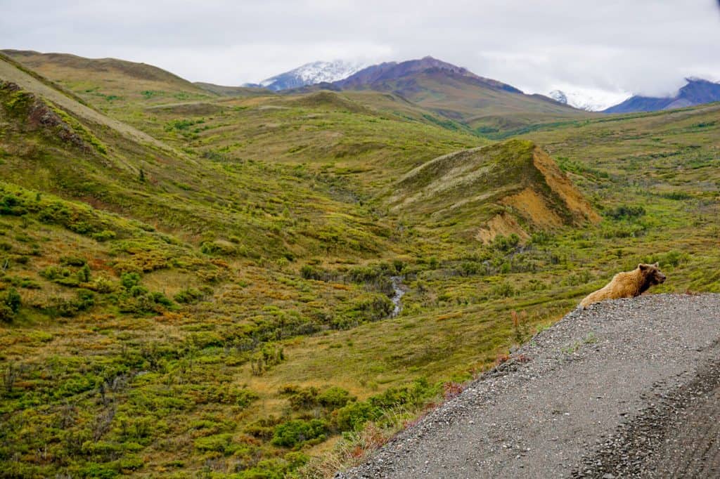 Bear in Denali National Park