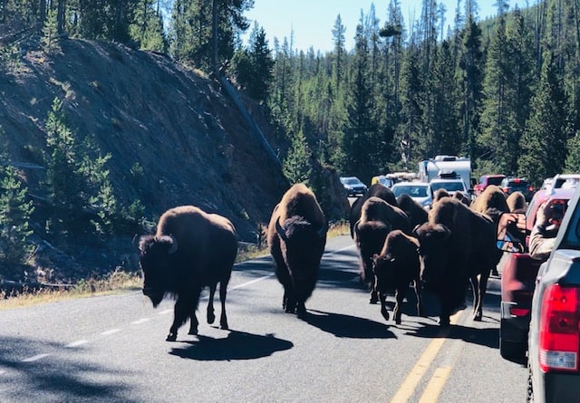 Bison crossing the road in Yellowstone National Park