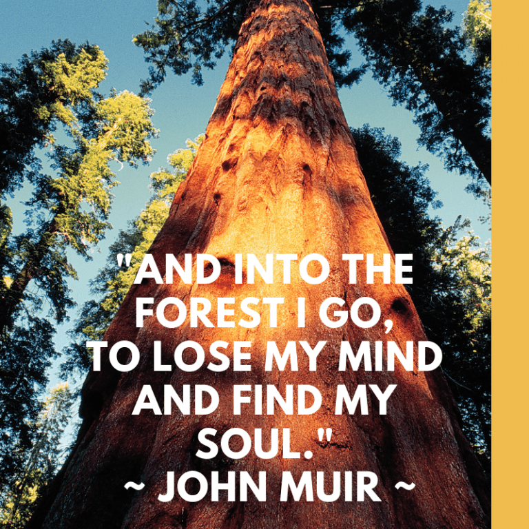 Sequoia tree with text 'into the forest i go to lose my mind and find my soul'