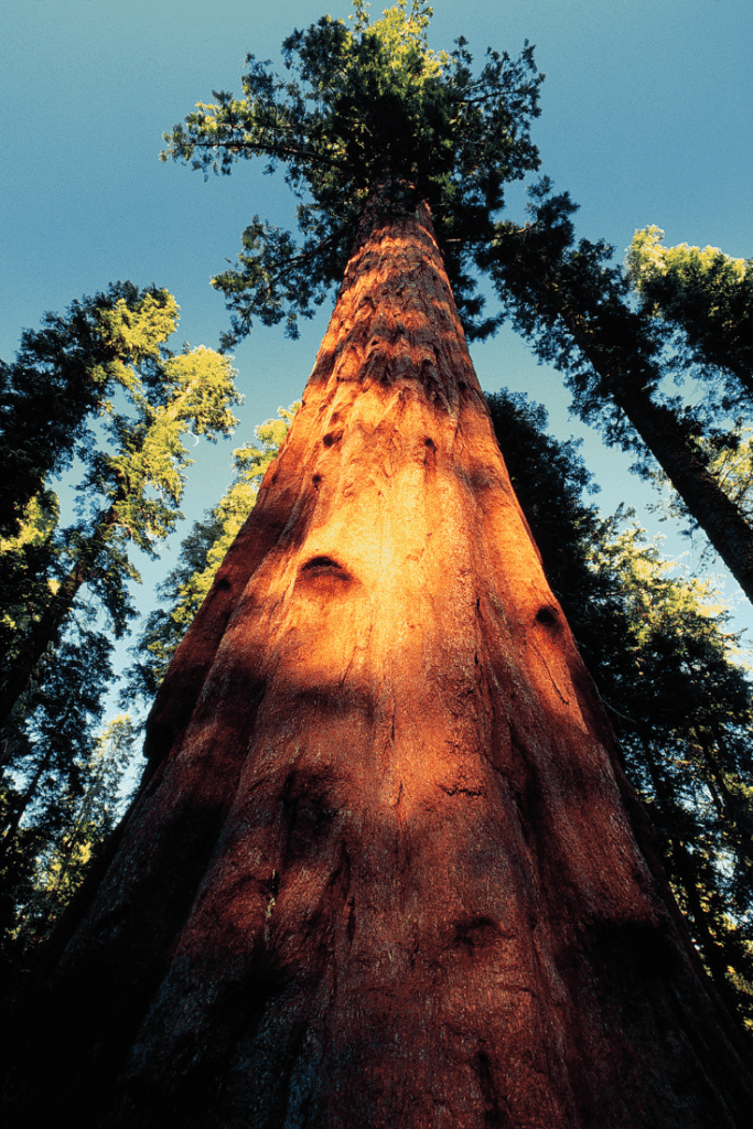 sequoia national park