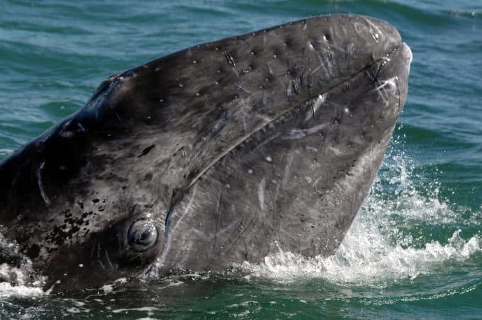 Grey whale, with eye visible, surfaces near Whidbey Island, Washington during a whale watching tour with Deception Pass Tours.