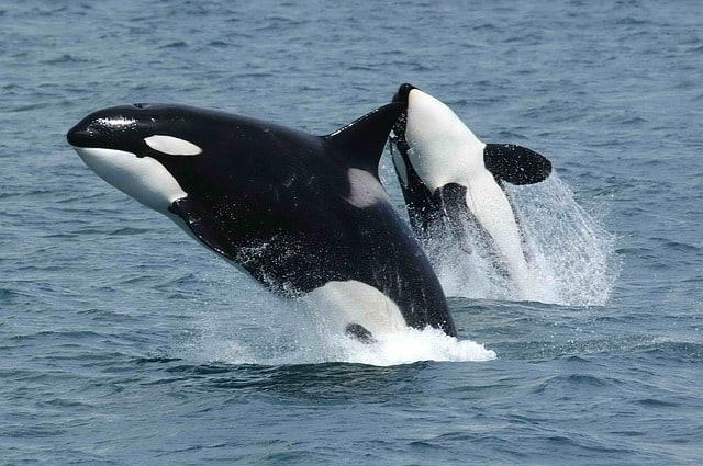 Two Orca whales (aka killer whales) surface near Whidbey Island, Washington.