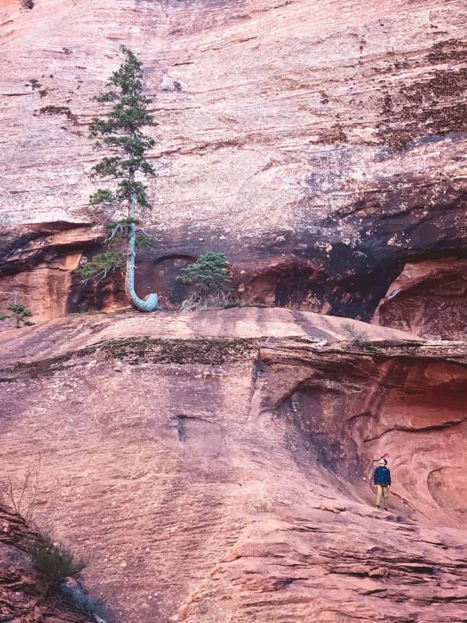 One hiker standing on the red rocks within Zion National Park