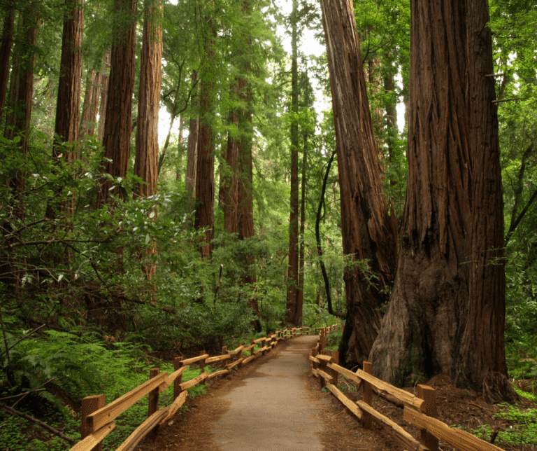 Walkway with wooden fencing and tall trees in the must see Muir Woods