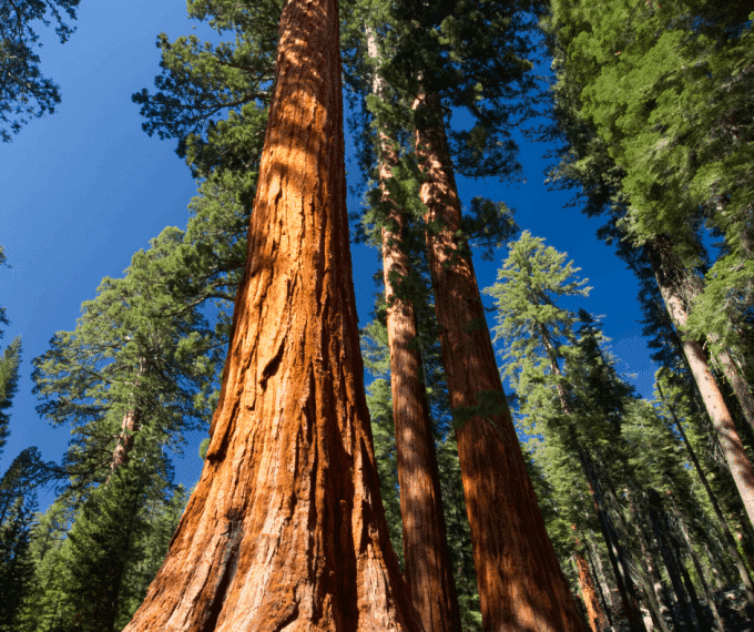 yosemite national park mariposa grove