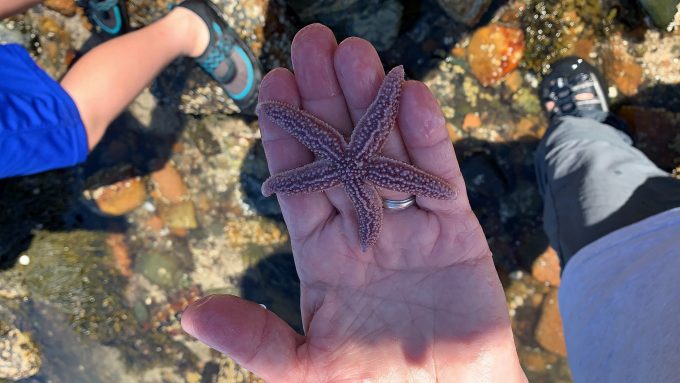 Close up of red orange colored starfish picked up by visitor at Acadia National Park