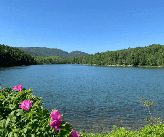 Purple flowers near lake at Acadia National Park