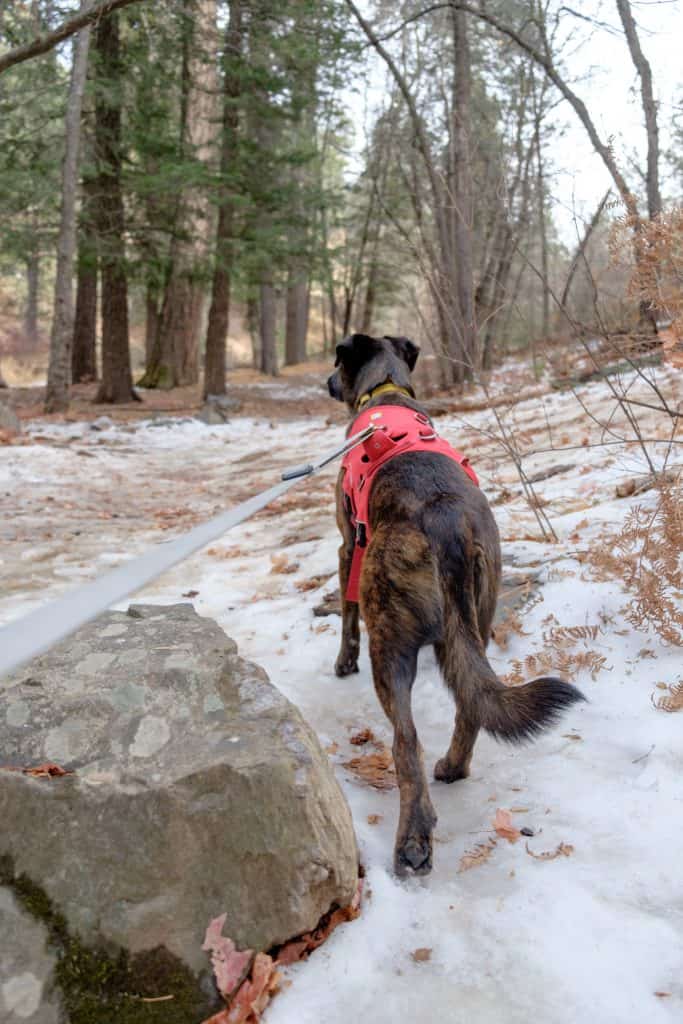 Winter in Mt Lemmon Arizona