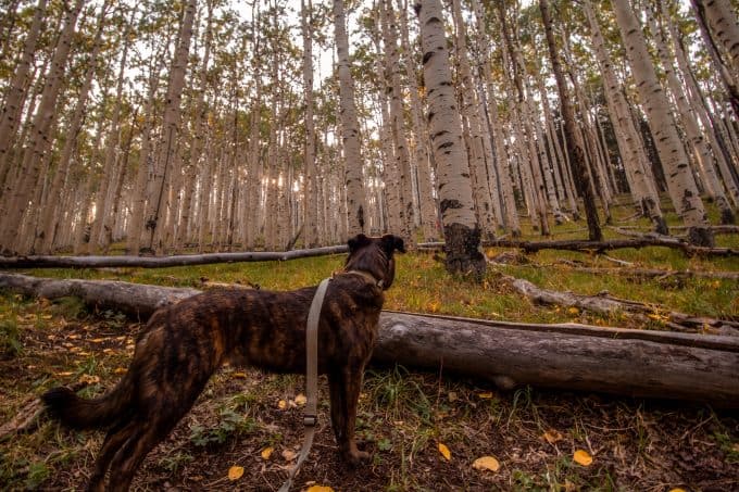 Dog on leash while hiking the Inner Basin Trail in Flagstaff Arizona.