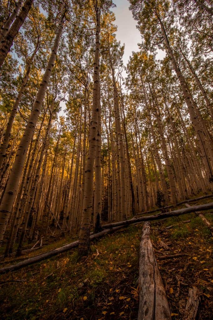 Inner Basin Trail Flagstaff Arizona