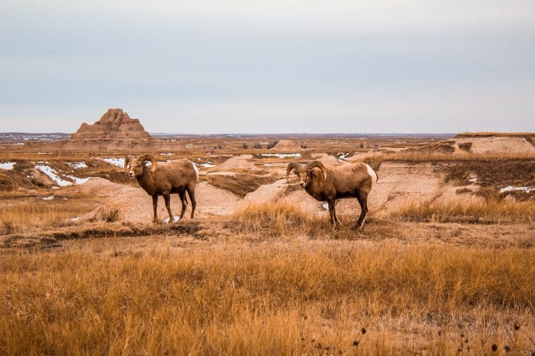 Big horn elk in Badlands National Park