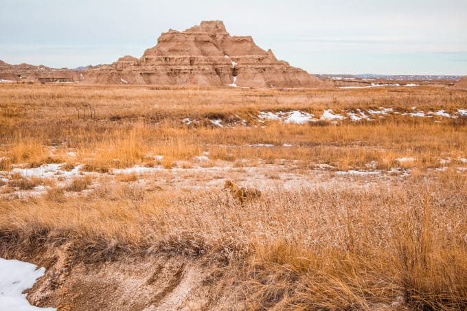 Wildlife in Badlands National Park