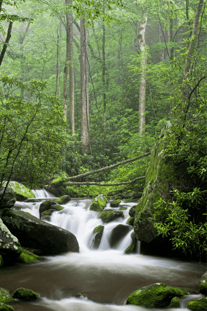 Hiking in the Great Smoky Mountains