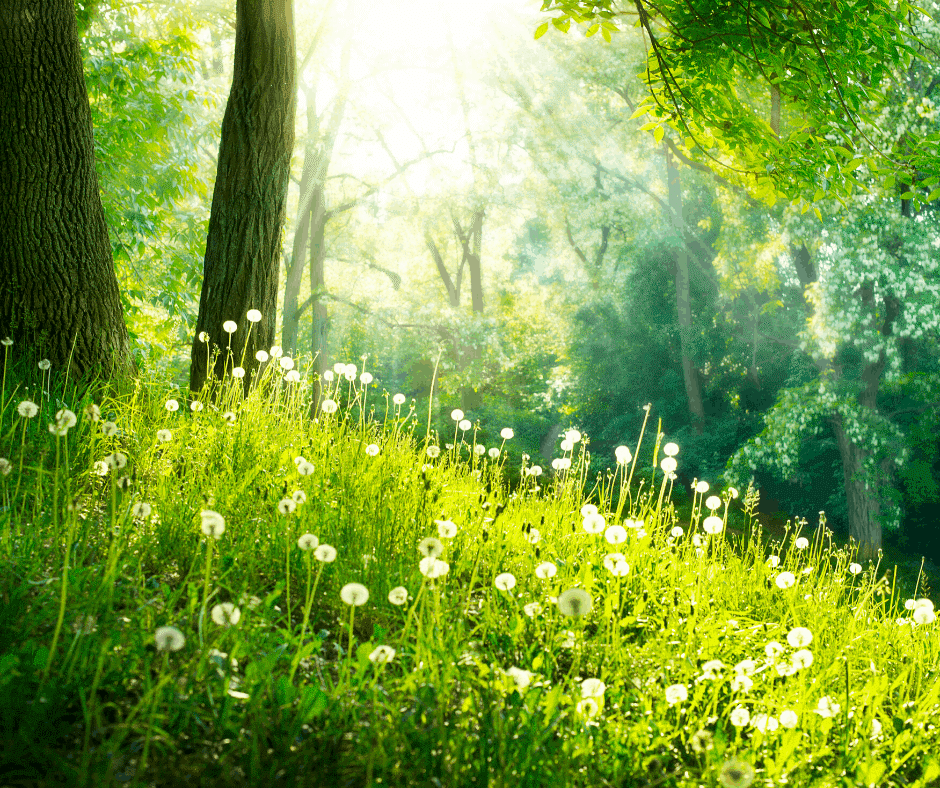 Wild dandelions in meadow