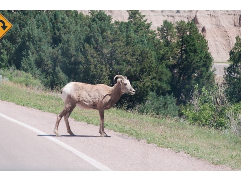 Wildlife in Badlands national park