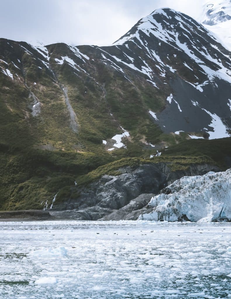 harbor seals laying on bergy bits in front of aialik glacier