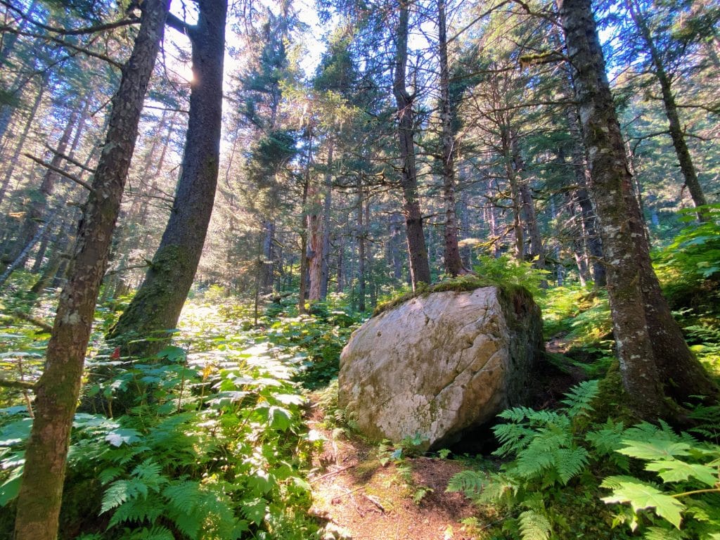 beautiful rainforest on mt marathon in seward