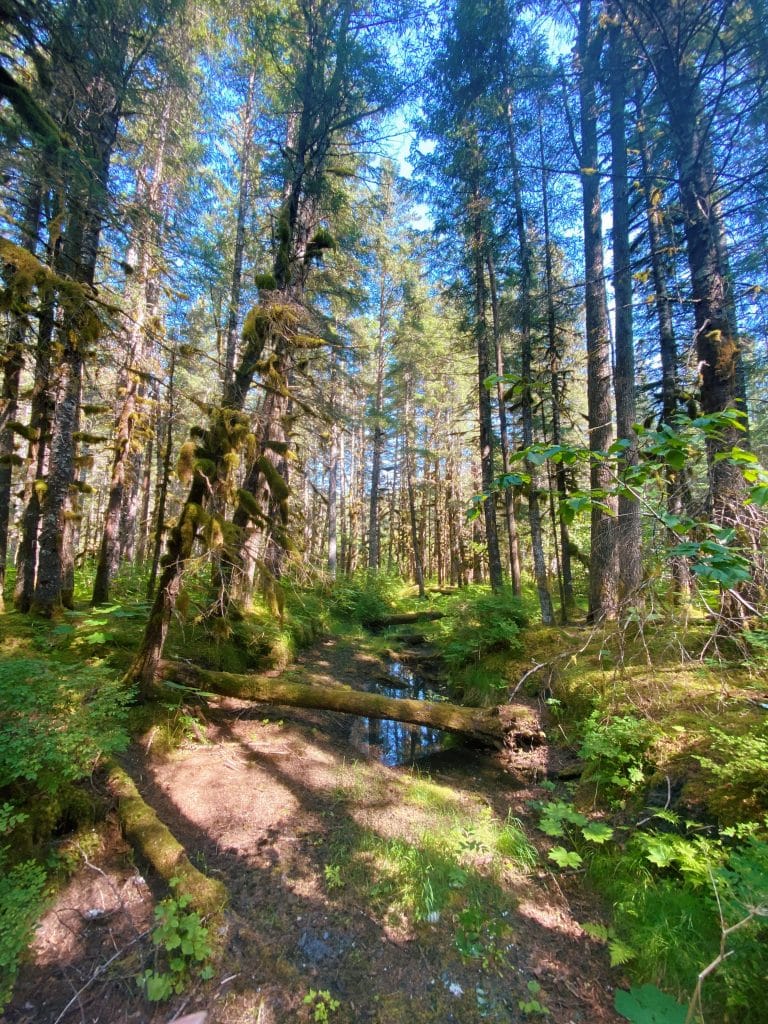 Mossy trees and a creek seen from  Tonsina Point Trail, one of the best hiking trails in Alaska