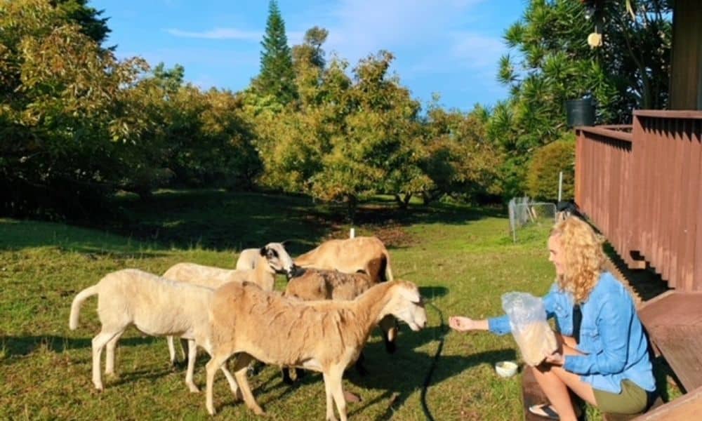 feeding goats at the hipcamp big island hawaii location