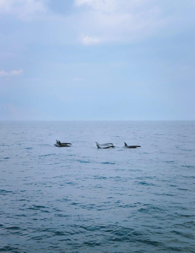 orca whales in kenai fjords 