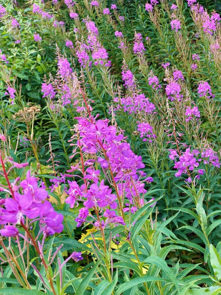 wild flowers in kenai fjords national park