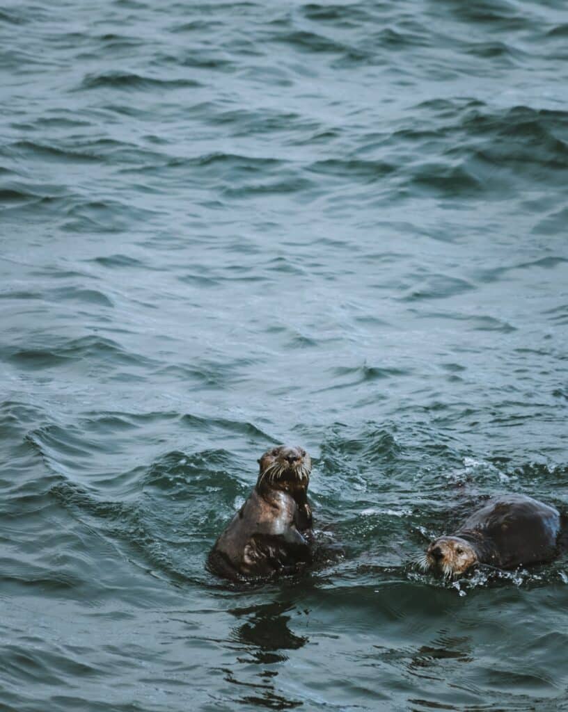 otters playing in kenai fjords alaska