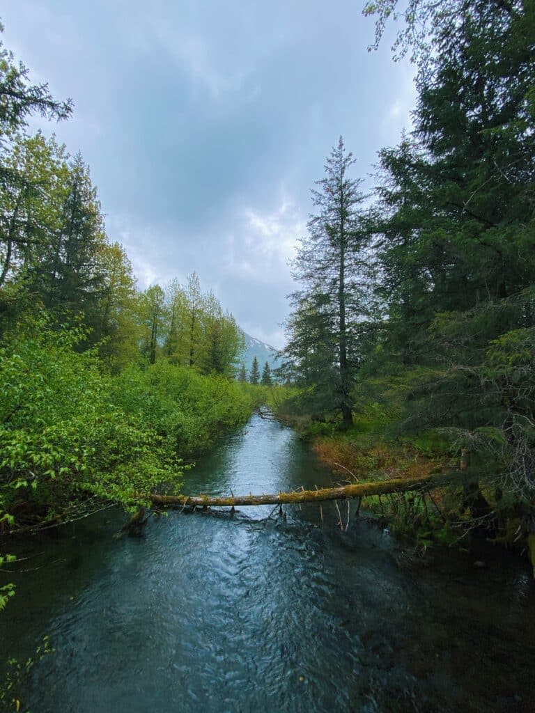 River with fallen tree