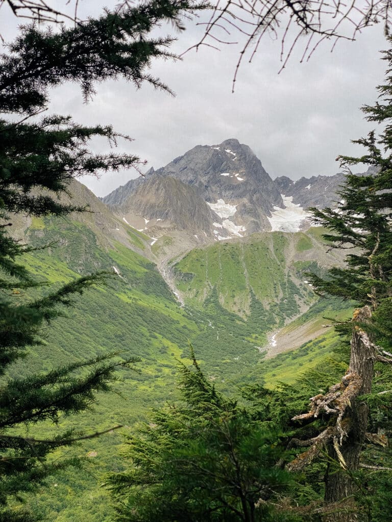 seeing mount alice through the trees