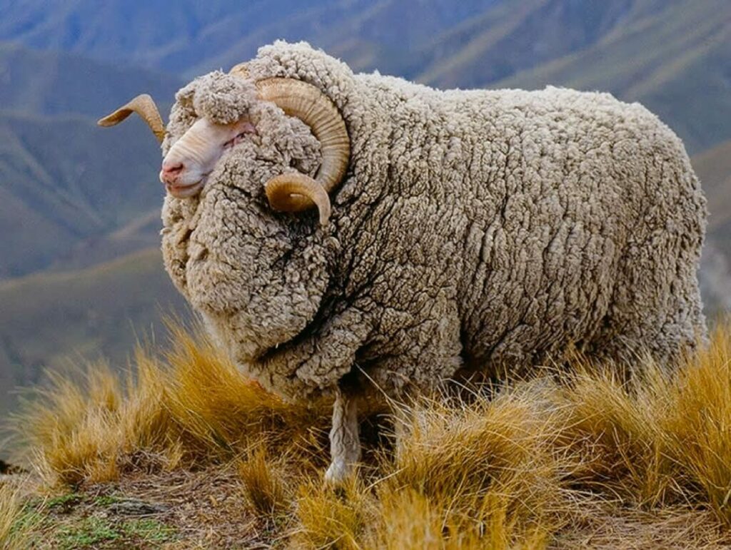 merino sheep