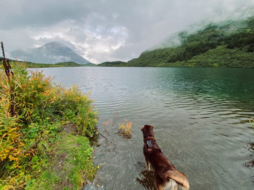 Author's dog running happily into lake on cloudy day in Alaska.