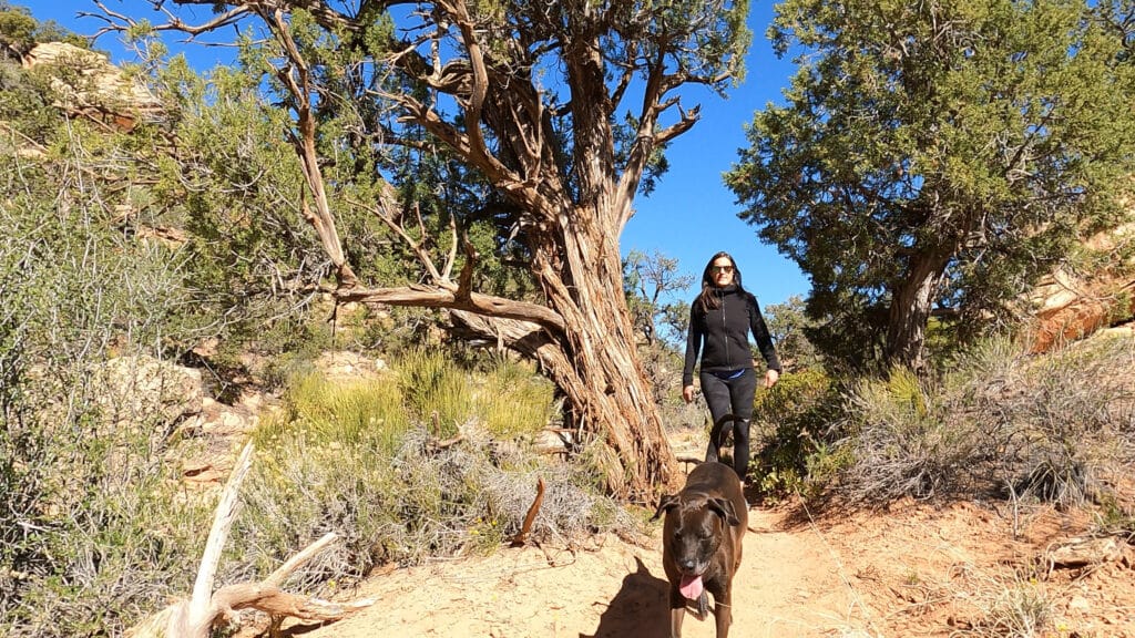 Dogs and RVing