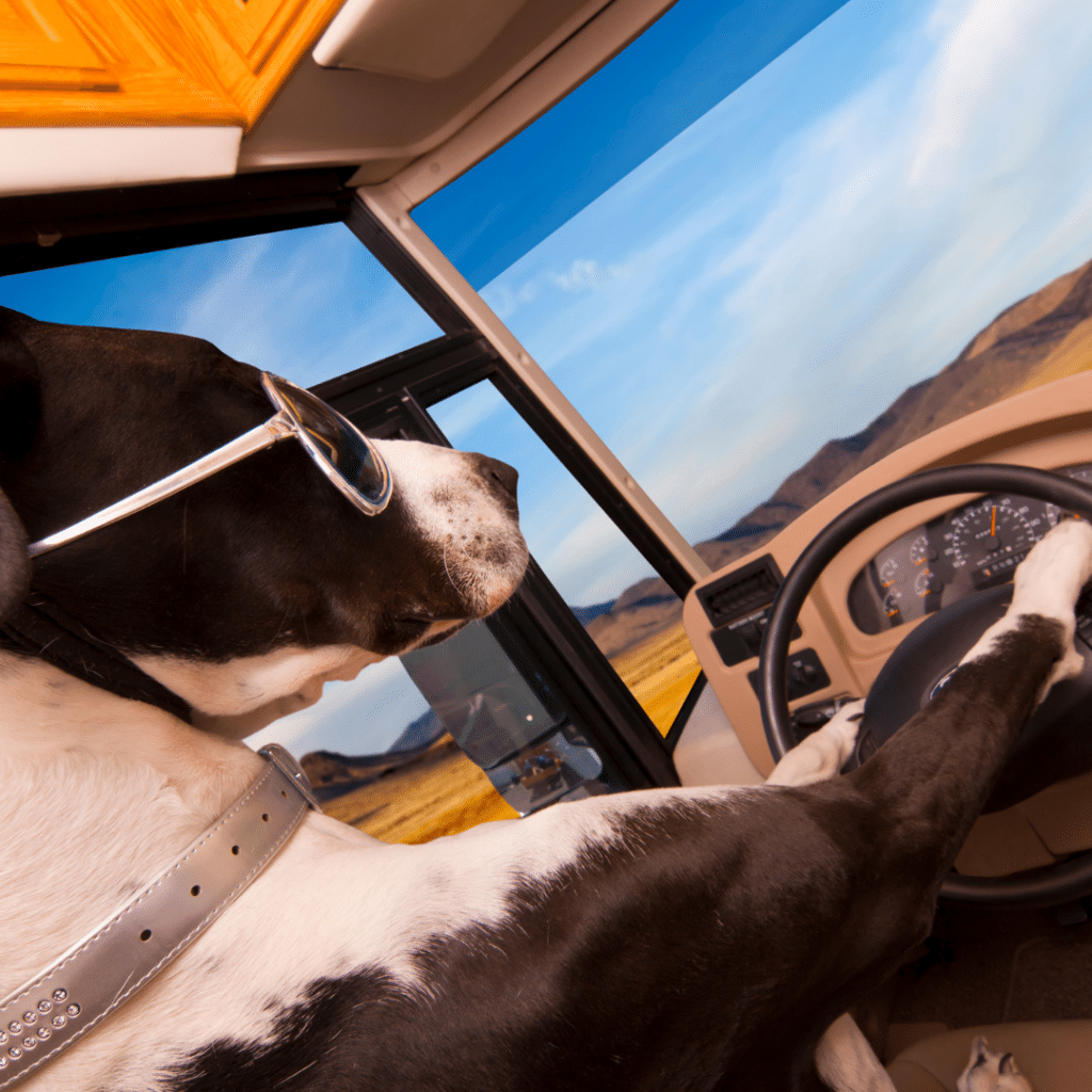 Image depicting a black and white dog wearing sunglasses pretending to drive an RV