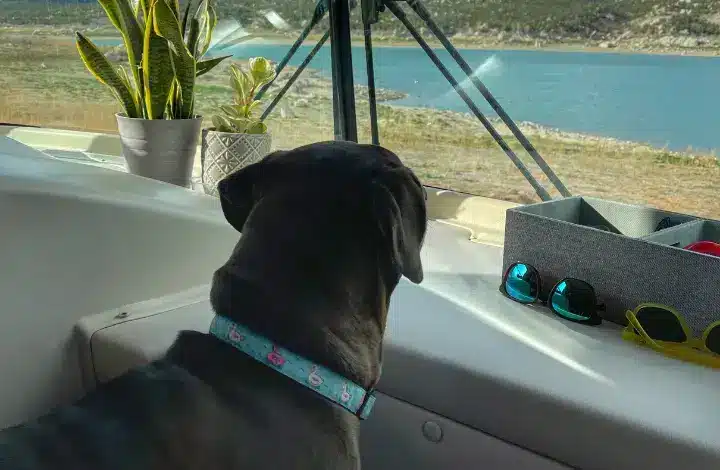 Dog inside RV looking through window toward lake