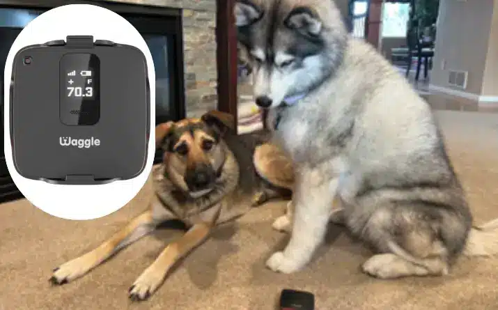 Two dogs relaxing indoors.