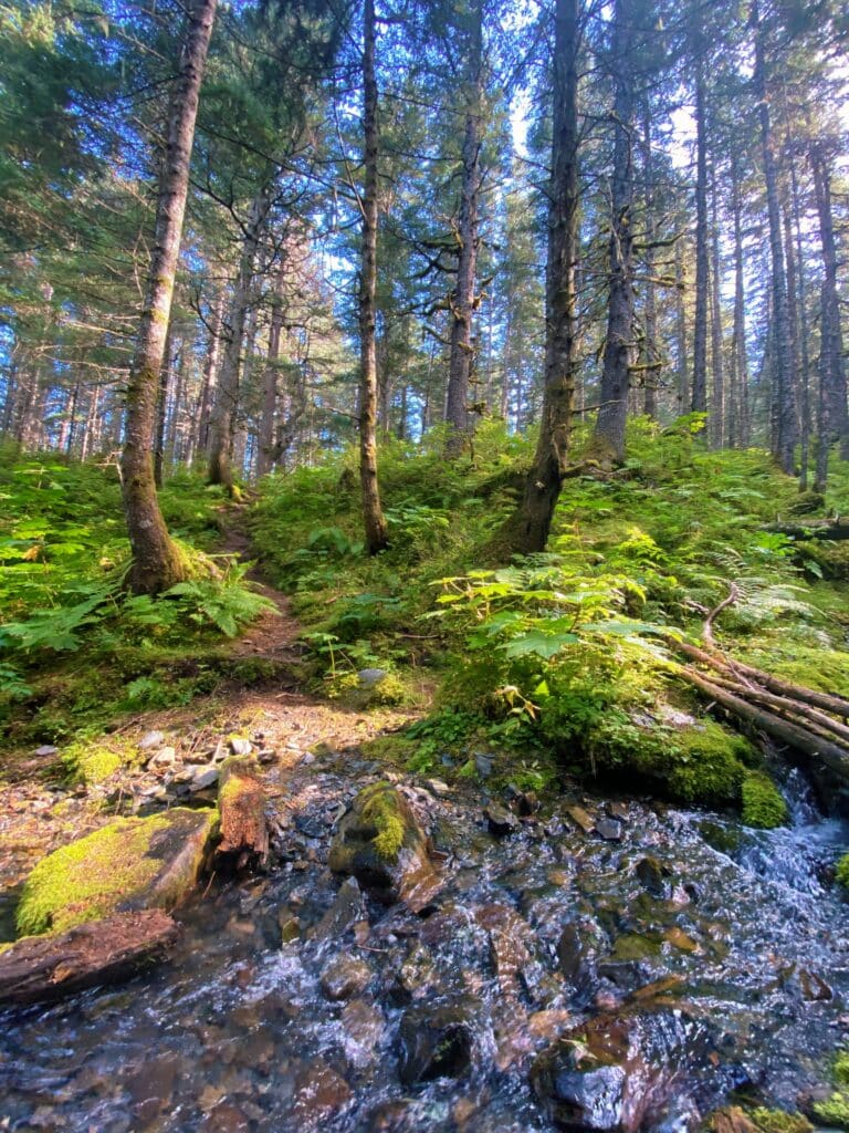 The green of summer is unbeatable in Seward Alaska