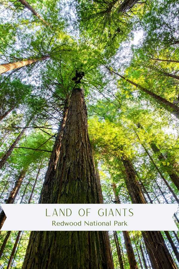 A view from bottom to top of redwood trees in Redwood National Park.