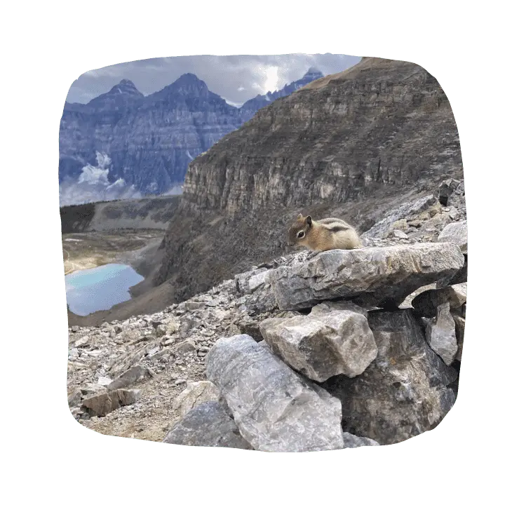 Ground squirrel seen during day hike at Banff National Park.