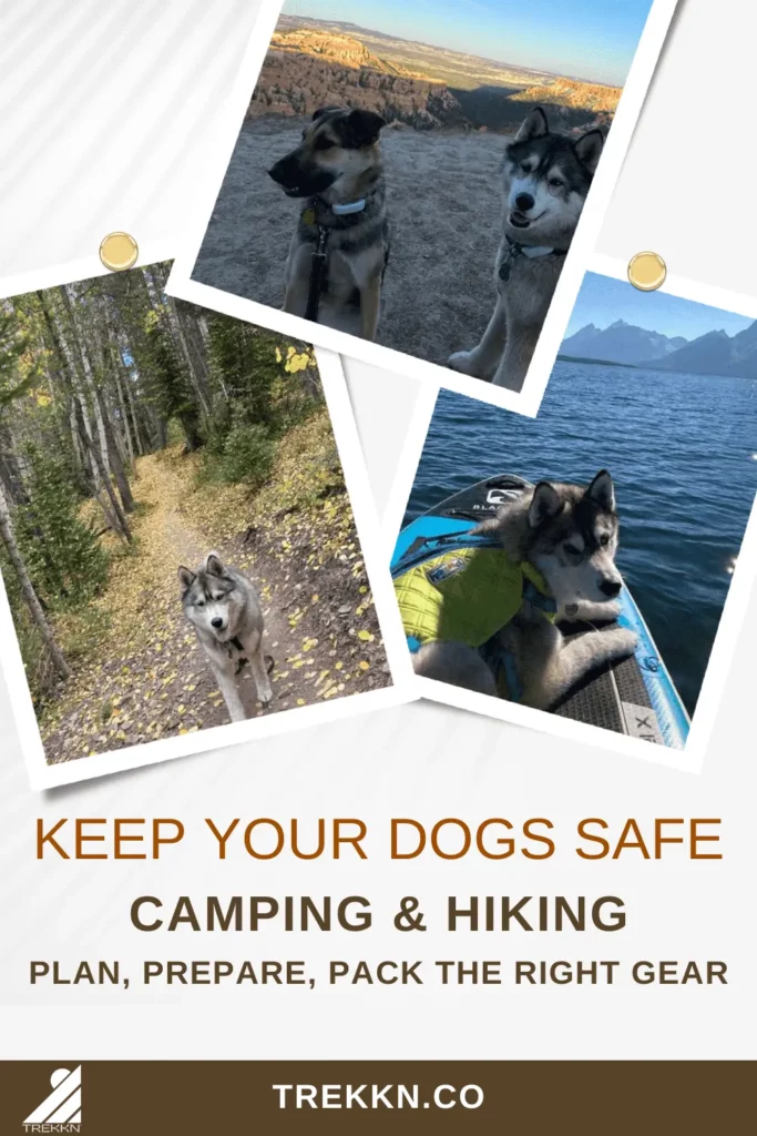 Collage of husky dog walking on hiking trail and on paddle board with text 'keep your dogs safe camping'.