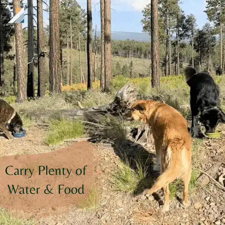 Three dogs drinking water after day hike.