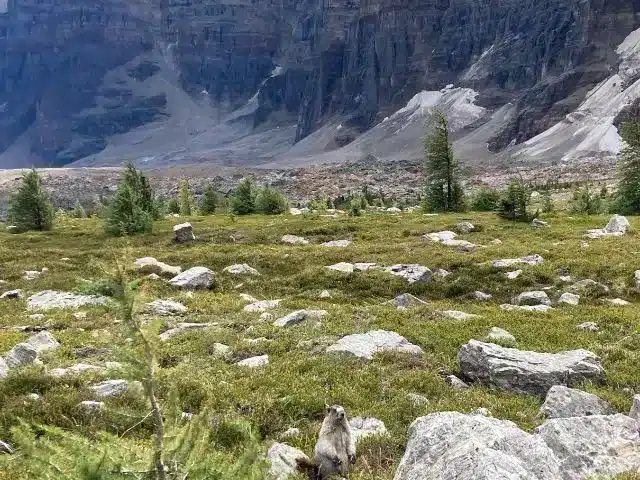 Hoary Marmot seen on trail hike to Moraine Lake in Banff National Park