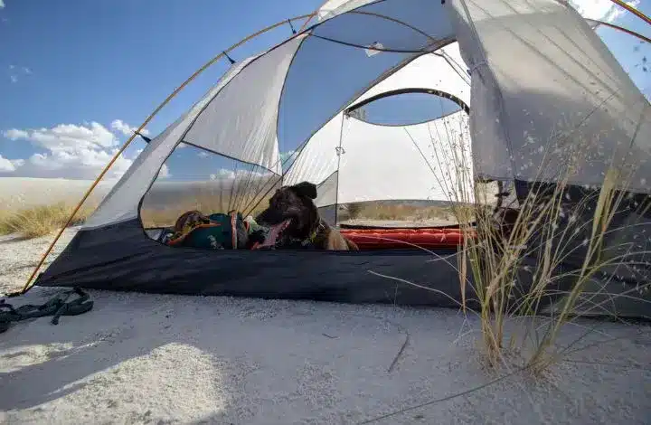 Brown dog lying down in tent while camping at White Sands National Park