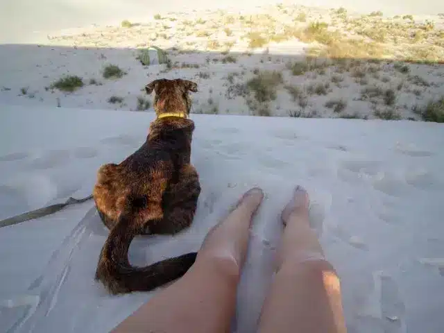 Dog laying down near feet of woman